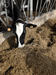 Rumiplus 18 - Ballyholland Poultry