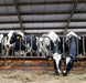 Rumiplus Mash - Ballyholland Poultry