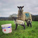 Young stock - Ballyholland Poultry